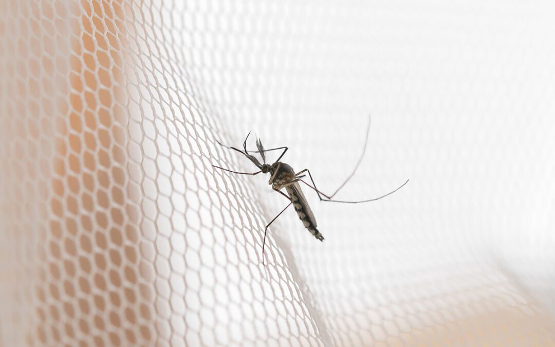 Ihre Vorteile von Insektenschutz durch ISP-Zürisee AG