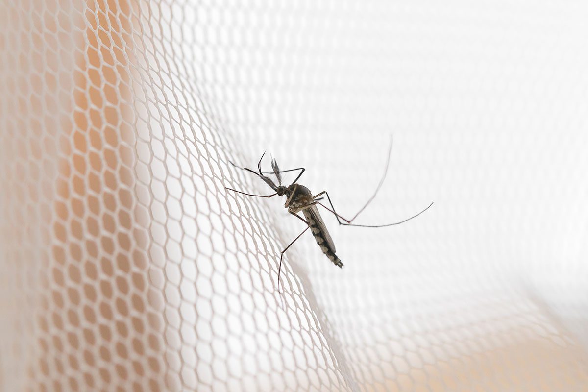 Ihre Vorteile von Insektenschutz durch ISP-Zürisee AG