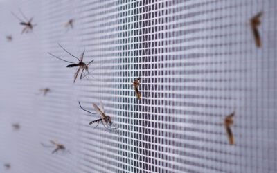 Fliegengitter für Balkontüren und Gartentüren