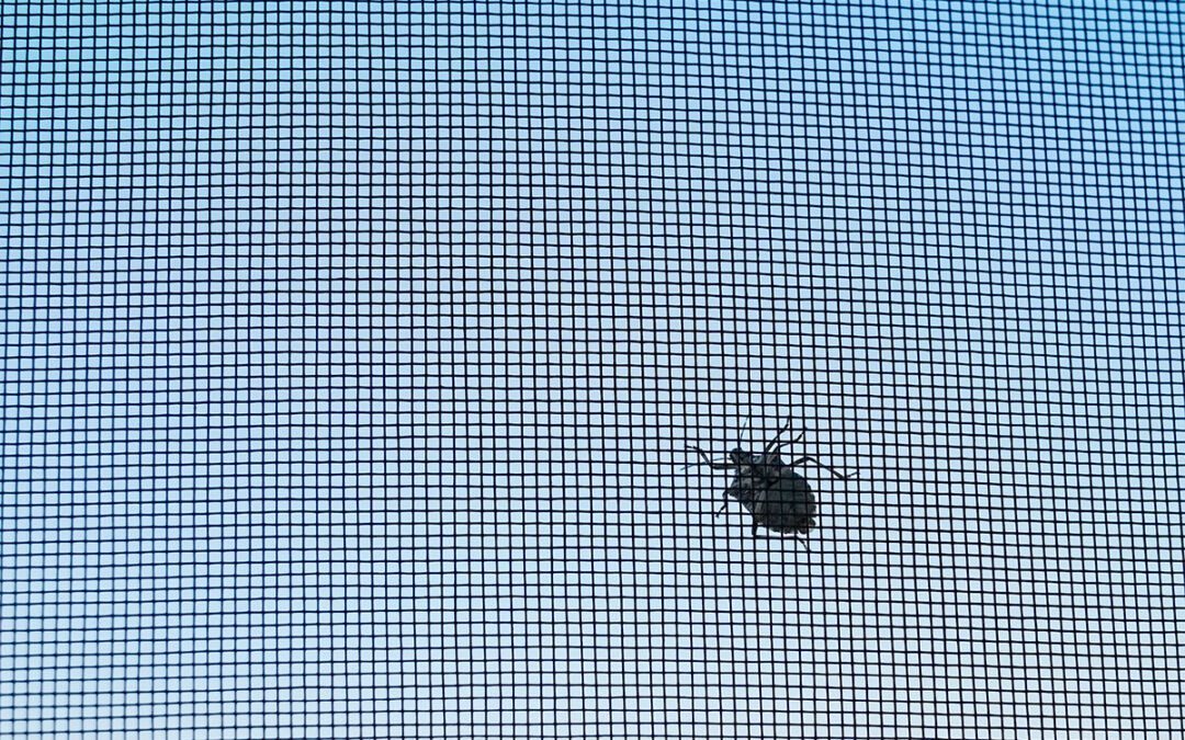 Tipps gegen Insekten zu Hause