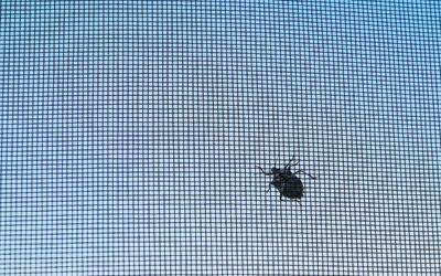Tipps gegen Insekten zu Hause